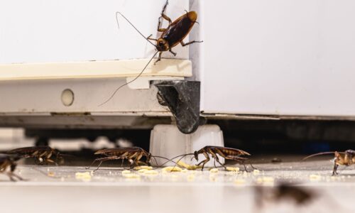 Alergias a las cucarachas-1