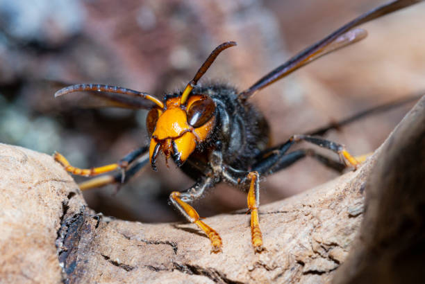 Atrapar avispa velutina-1