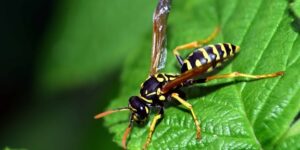 Atrapar avispa velutina-destacada