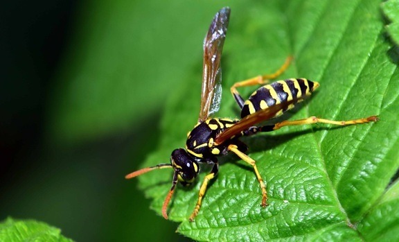 Atrapar avispa velutina-destacada