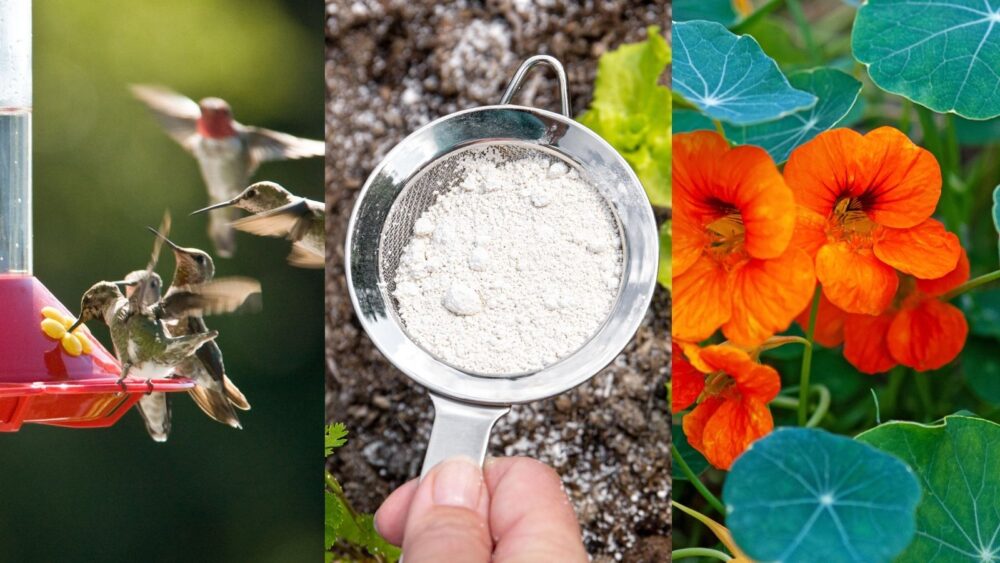 Beneficios del control de plagas ecológico-1