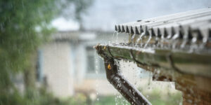 Clima lluvioso atrae a más plagas-destacada
