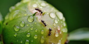 Como afecta la lluvia a las plagas-destacada