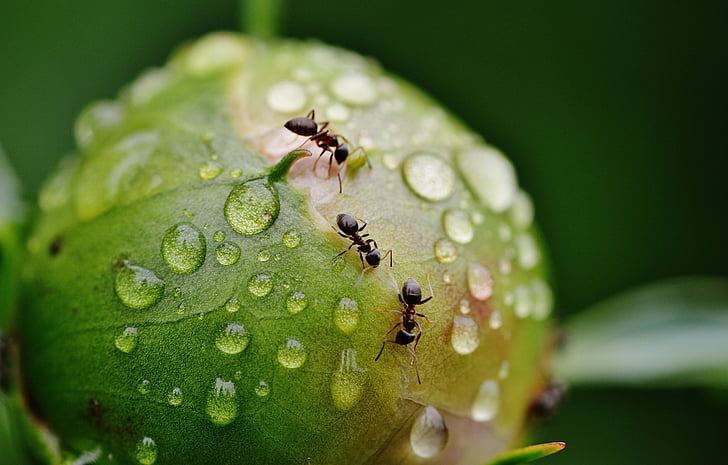 Como afecta la lluvia a las plagas-destacada