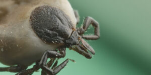 Como evitar garrapatas en Cádiz