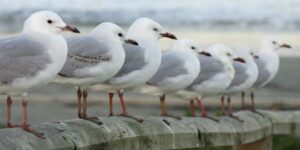 Como deshacerse de las gaviotas-destacada