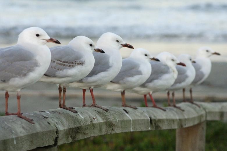 Como deshacerse de las gaviotas-destacada