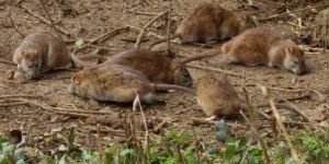 Como deshacerse de ratas en el exteriror-destacada