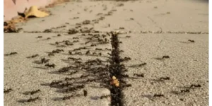 Como eliminar las hormigas de sus adoquines-destacada