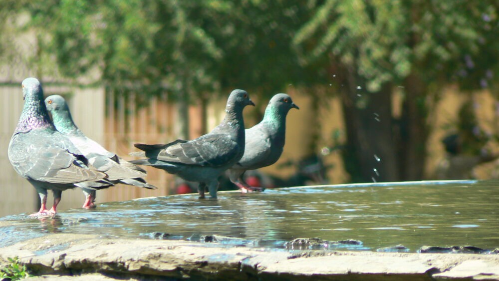 Como mantener alejadas a las palomas-1