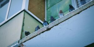 Como mantener alejadas a las palomas-destacada