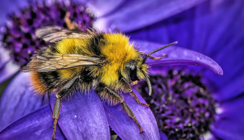 Como nos han ayudado los insectos a construir nuestro mundo