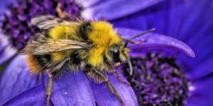 Como nos han ayudado los insectos a construir nuestro mundo