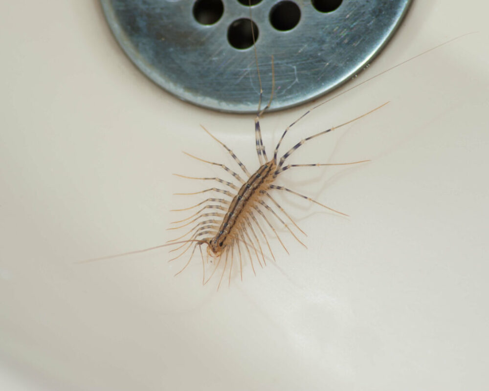 Como proteger tu baño de las plagas-1