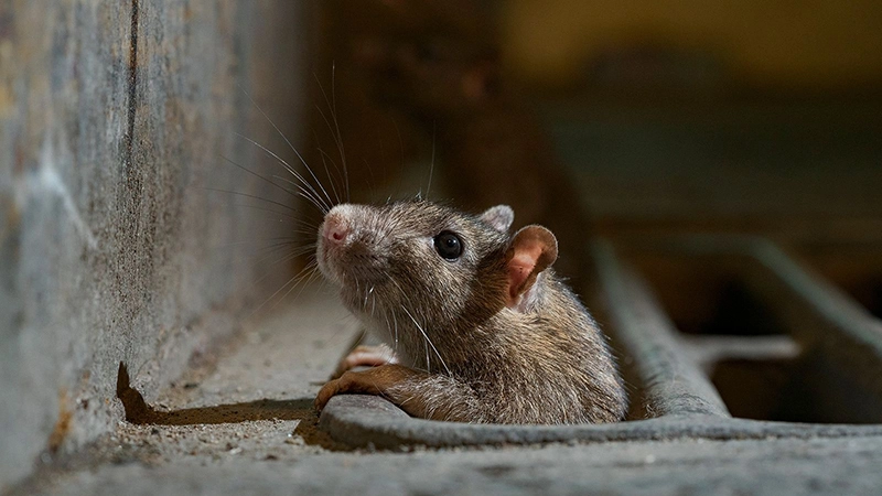Como proteger una casa contra las ratas-destacada