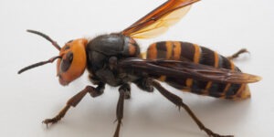 Como reconocer avispon asiatico-destacada