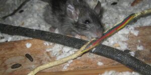 Como saber si los ratones estan royendo tus cables-destacada