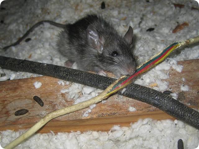 Como saber si los ratones estan royendo tus cables-destacada