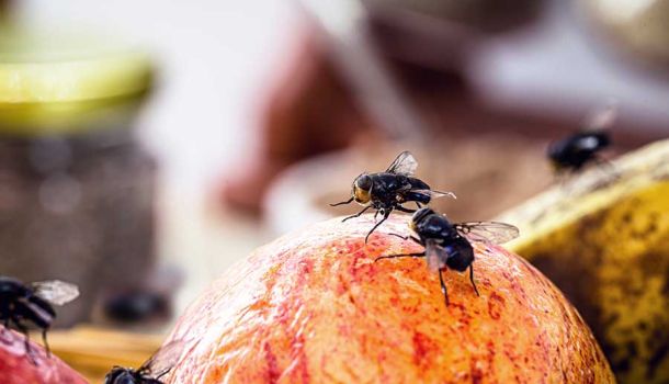 Como controlar las moscas de la fruta en un restaurante-1