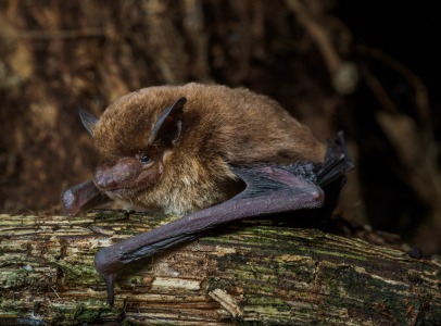 Cuanto tiempo permanecen los murcielagos por la noche-1