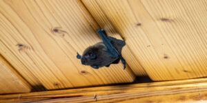 Cuanto tiempo permanecen los murcielagos por la noche-destacada