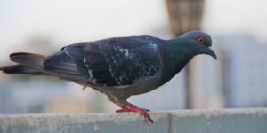 De verdad trasmiten enfermedades las palomas-destacada