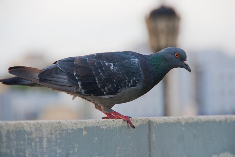 De verdad trasmiten enfermedades las palomas-destacada