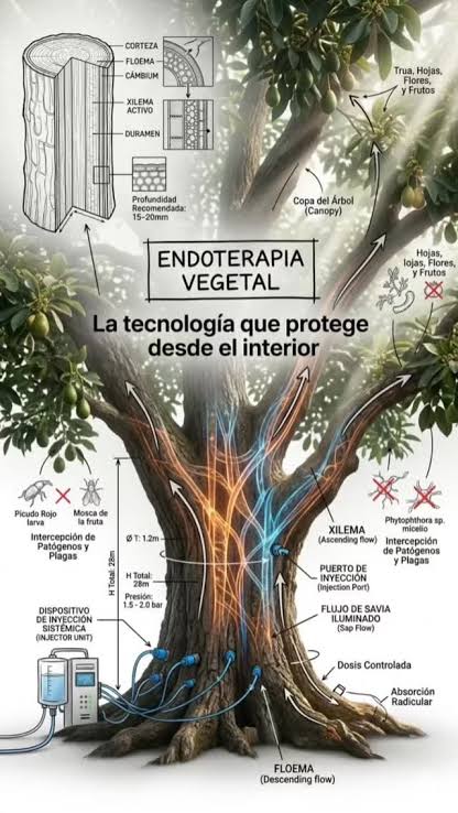 Endoterapia vegetal que es y como funciona-1
