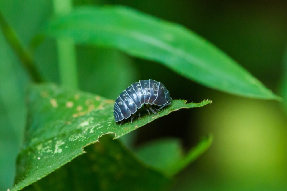 Entendiendo plagas de tu jardin las cochinillas-destacada