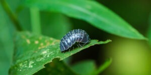 Entendiendo plagas de tu jardin las cochinillas-destacada