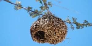 Evitar aves aniden en tu propiedad-destacada