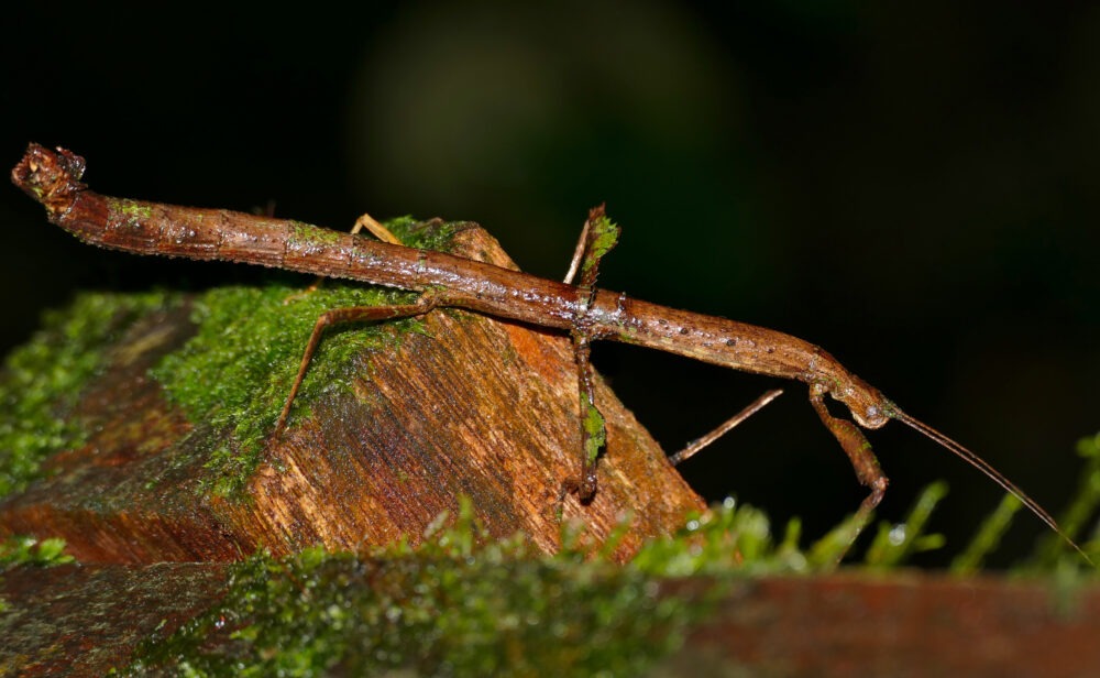 Insectos mas activos por la noche-2