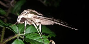 Insectos mas activos por la noche-destacada.