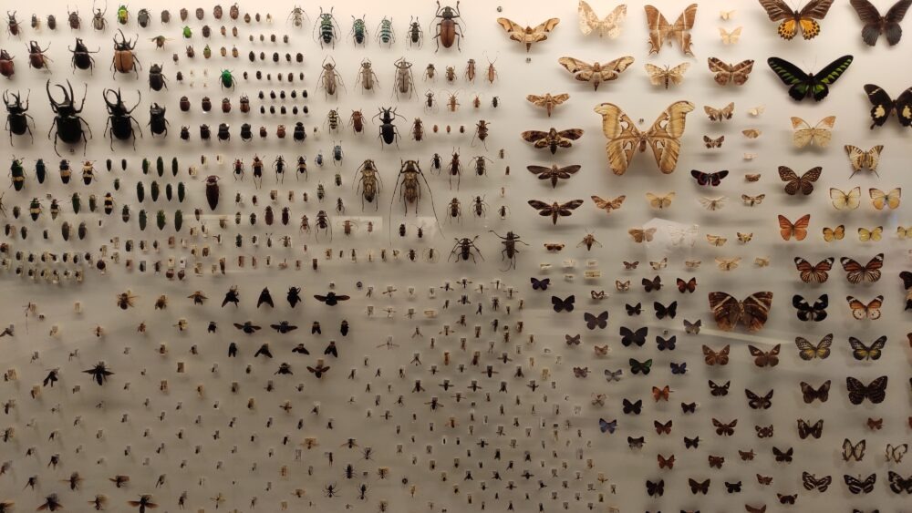 Insectos que pican y que los hacen diferentes-destacada