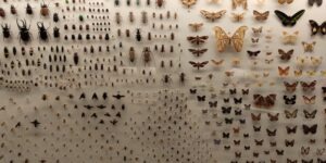Insectos que pican y que los hacen diferentes-destacada
