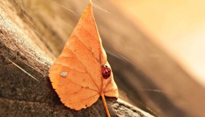 Invasores de otoño comunes en Chiclana-1