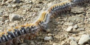Oruga procesionaria del pino