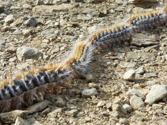 Oruga procesionaria del pino