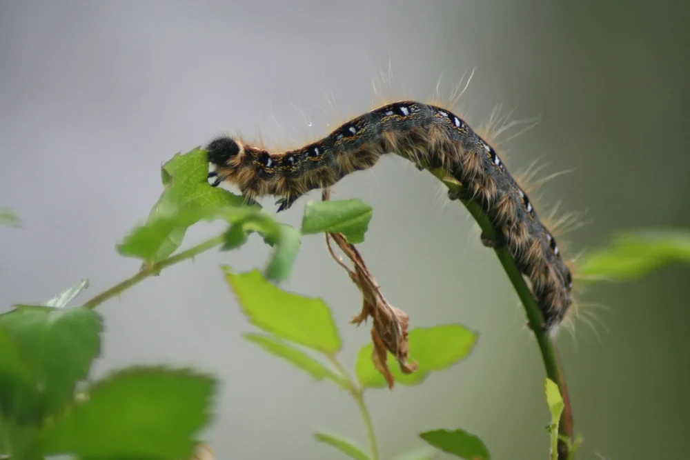Oruga procesionaria parasito de pinos y cedros-2