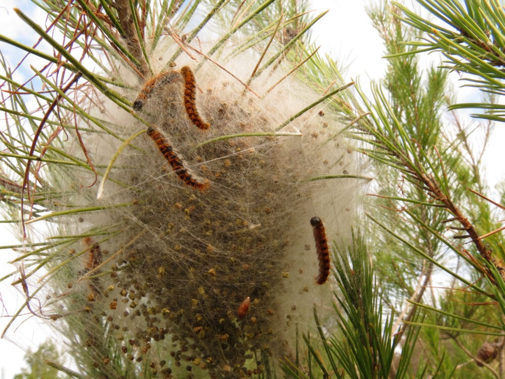 Oruga procesionaria parasito de pinos y cedros-1