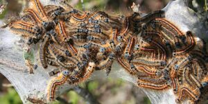Oruga procesionaria parasito de pinos y cedros-destacada
