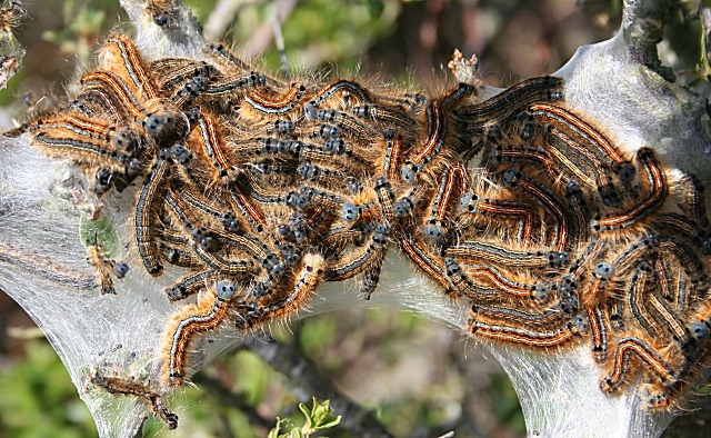 Oruga procesionaria parasito de pinos y cedros-destacada