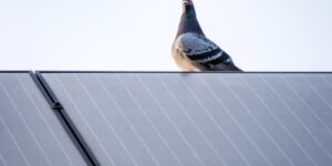Palomas bajo paneles solares-destacada