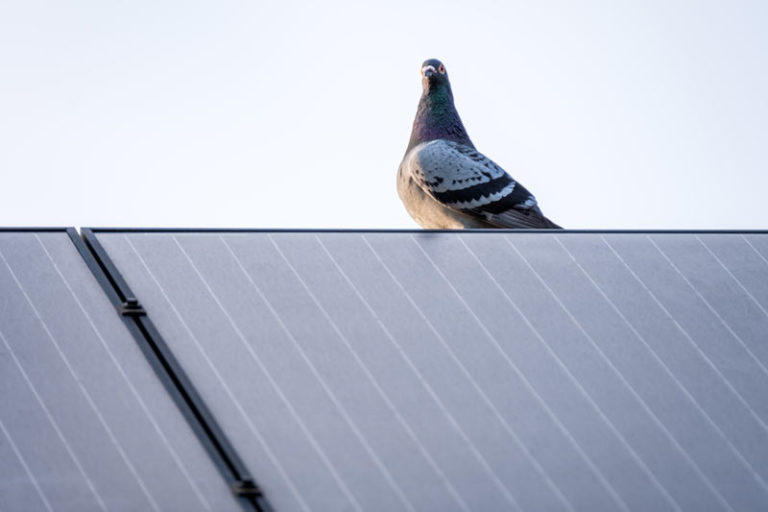 Palomas bajo paneles solares-destacada