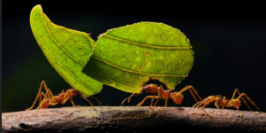 Patio libre de hormigas