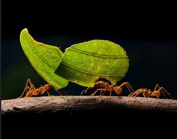 Patio libre de hormigas