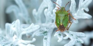 Plagas en invierno-destacada
