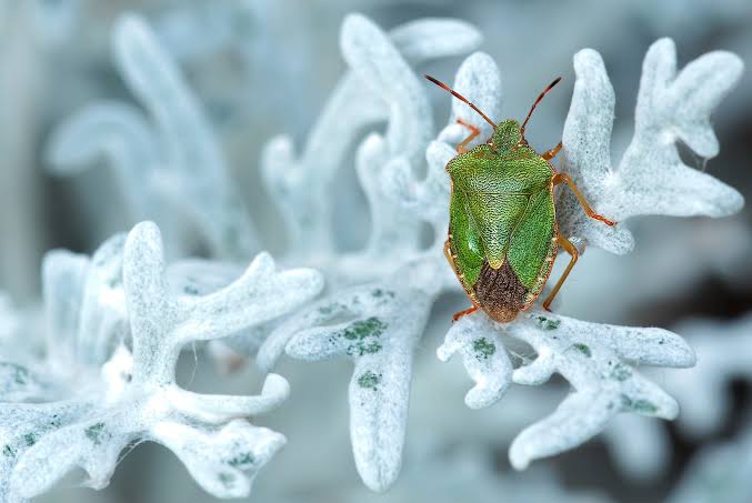 Plagas en invierno-destacada