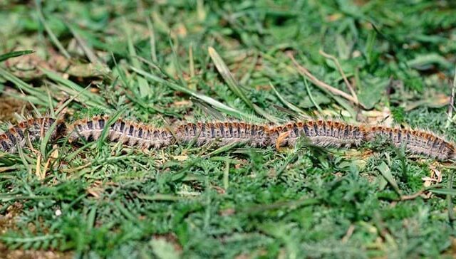 Procesionaria Control de plaga