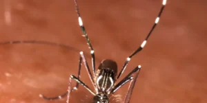 Pueden picar mosquitos atraves de la ropa-destacada